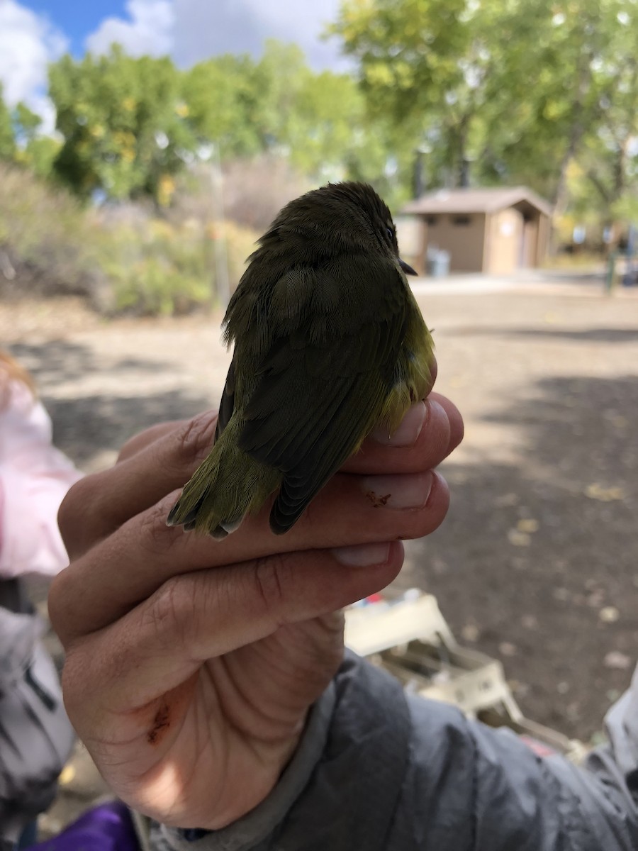 MacGillivray's Warbler - ML118310831