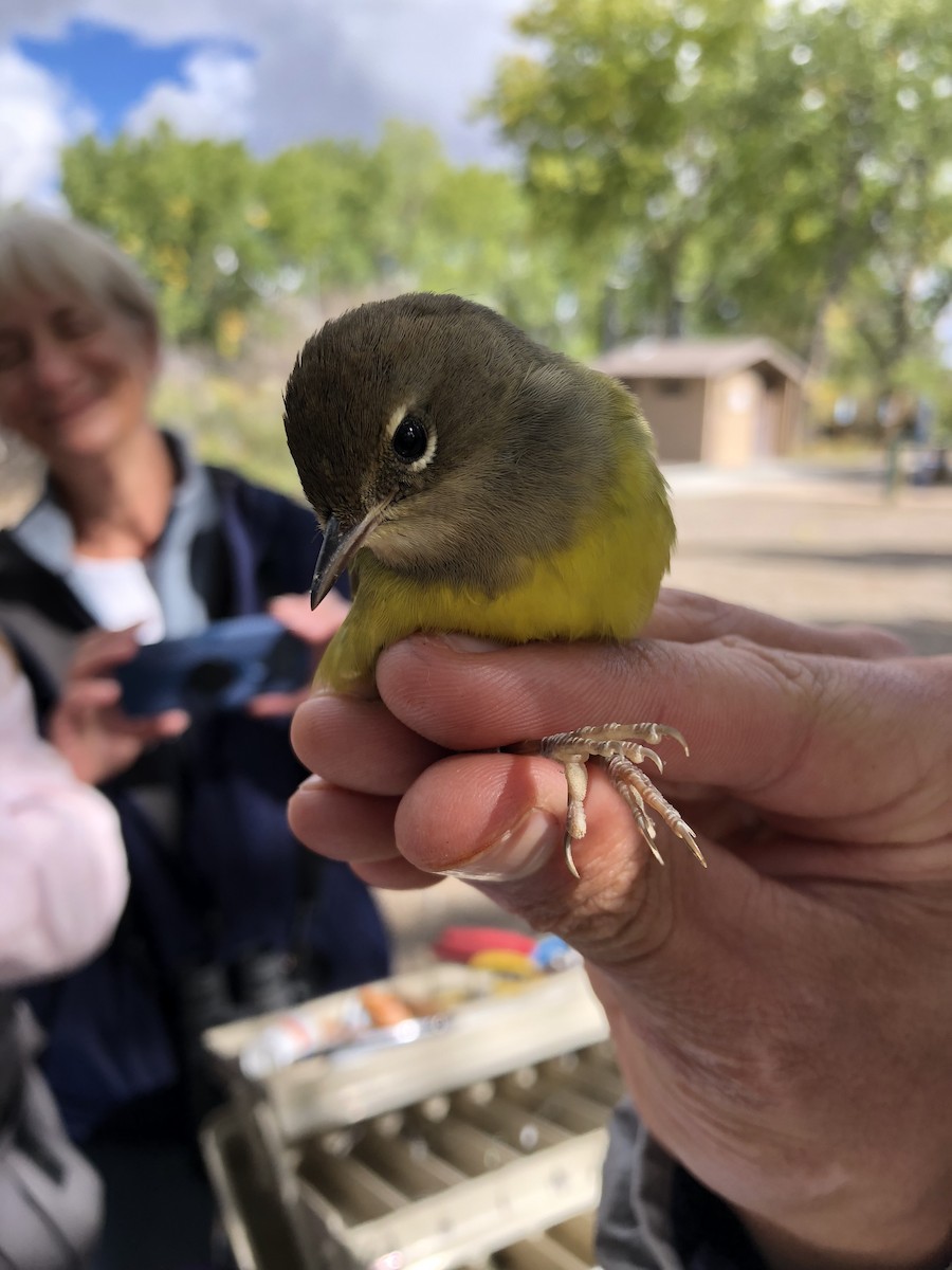 MacGillivray's Warbler - ML118310841