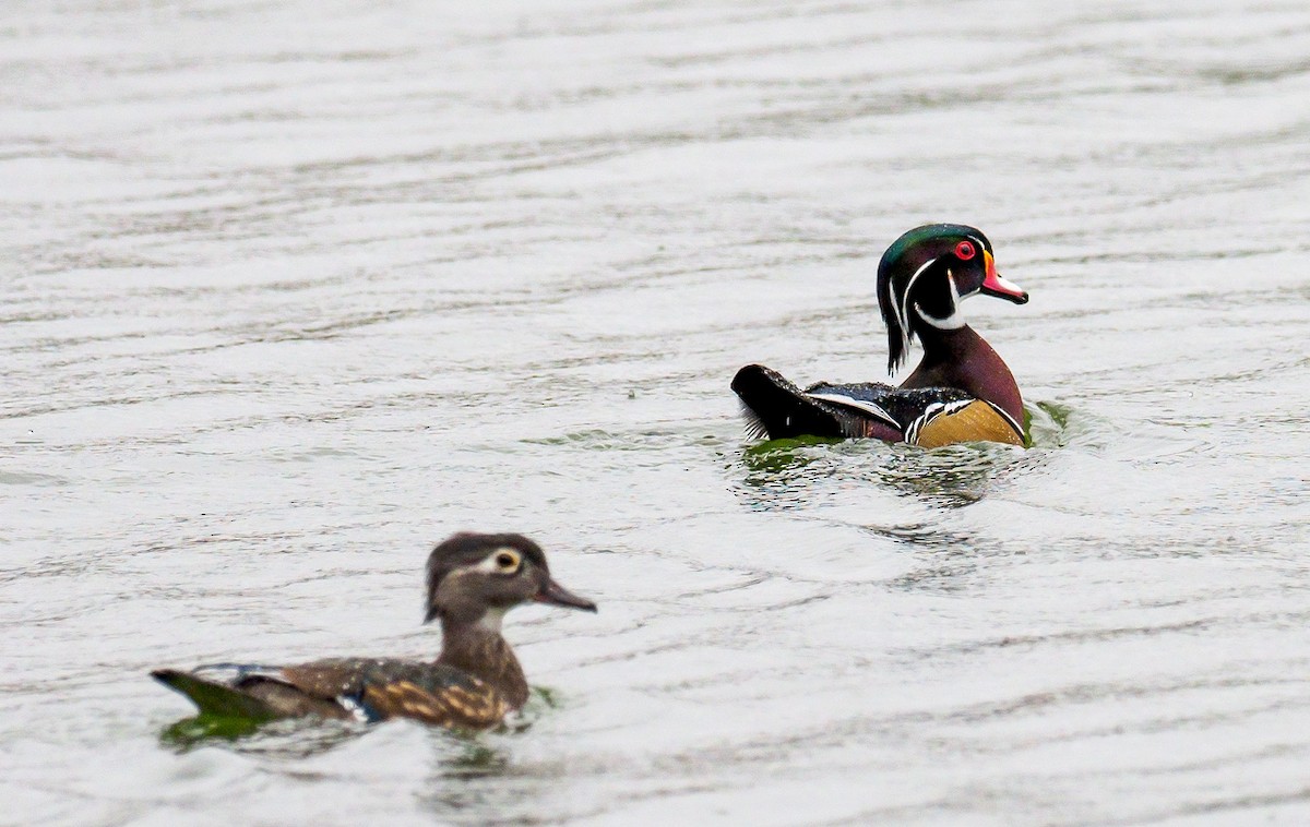 Wood Duck - ML118311651