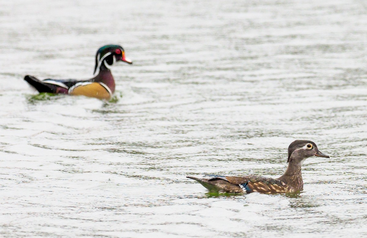 Wood Duck - ML118311661