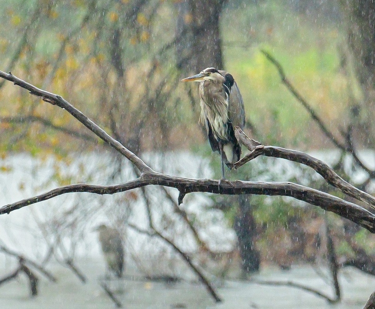 Great Blue Heron - ML118311751