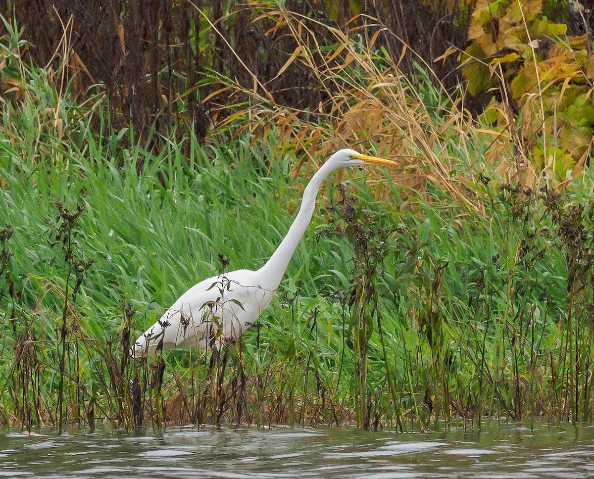 Great Egret - ML118311781