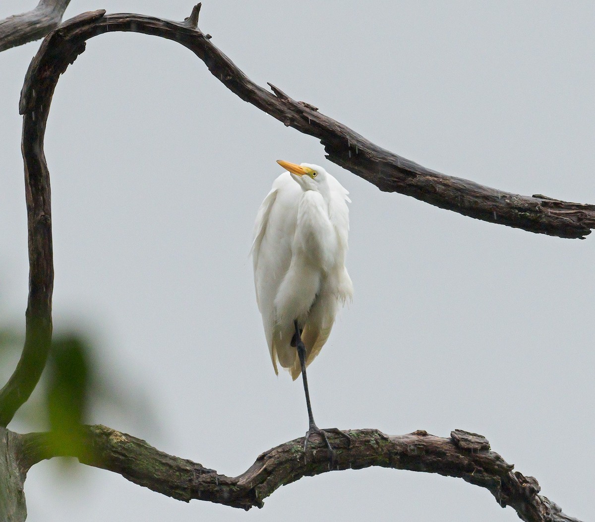 Great Egret - ML118311821