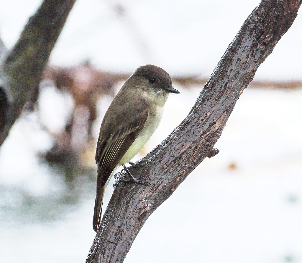 Eastern Phoebe - ML118311961