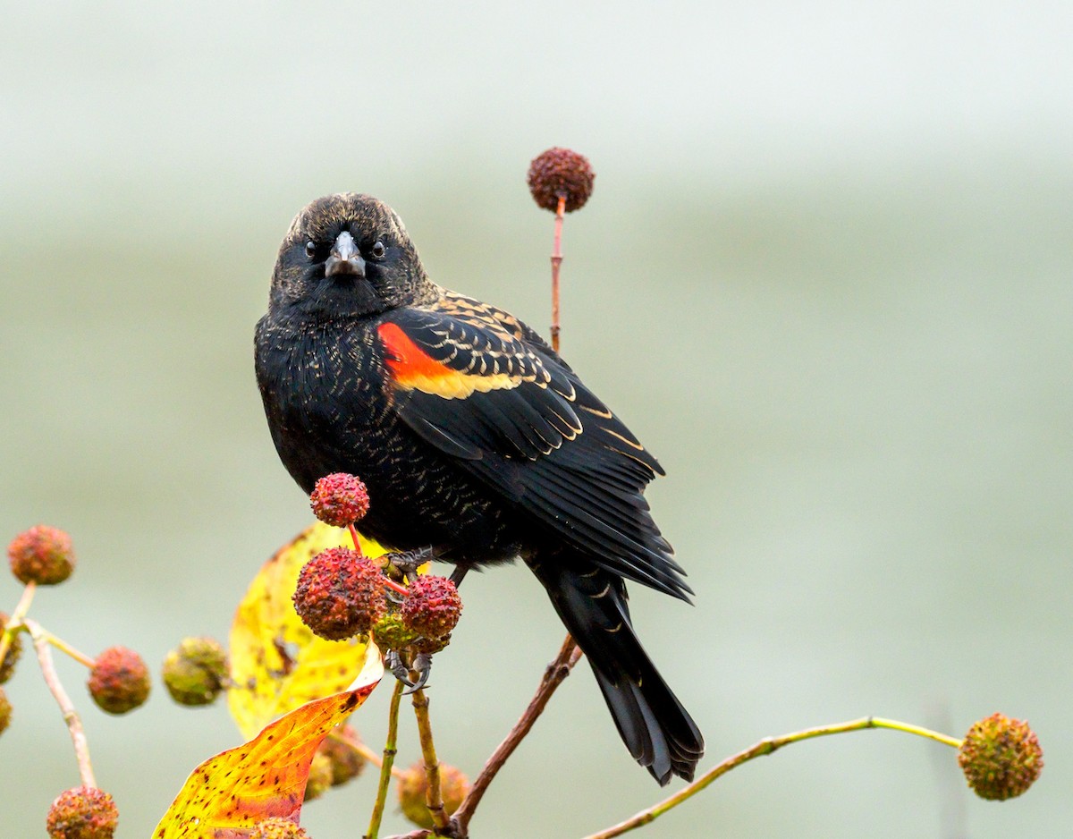 Red-winged Blackbird - ML118312111