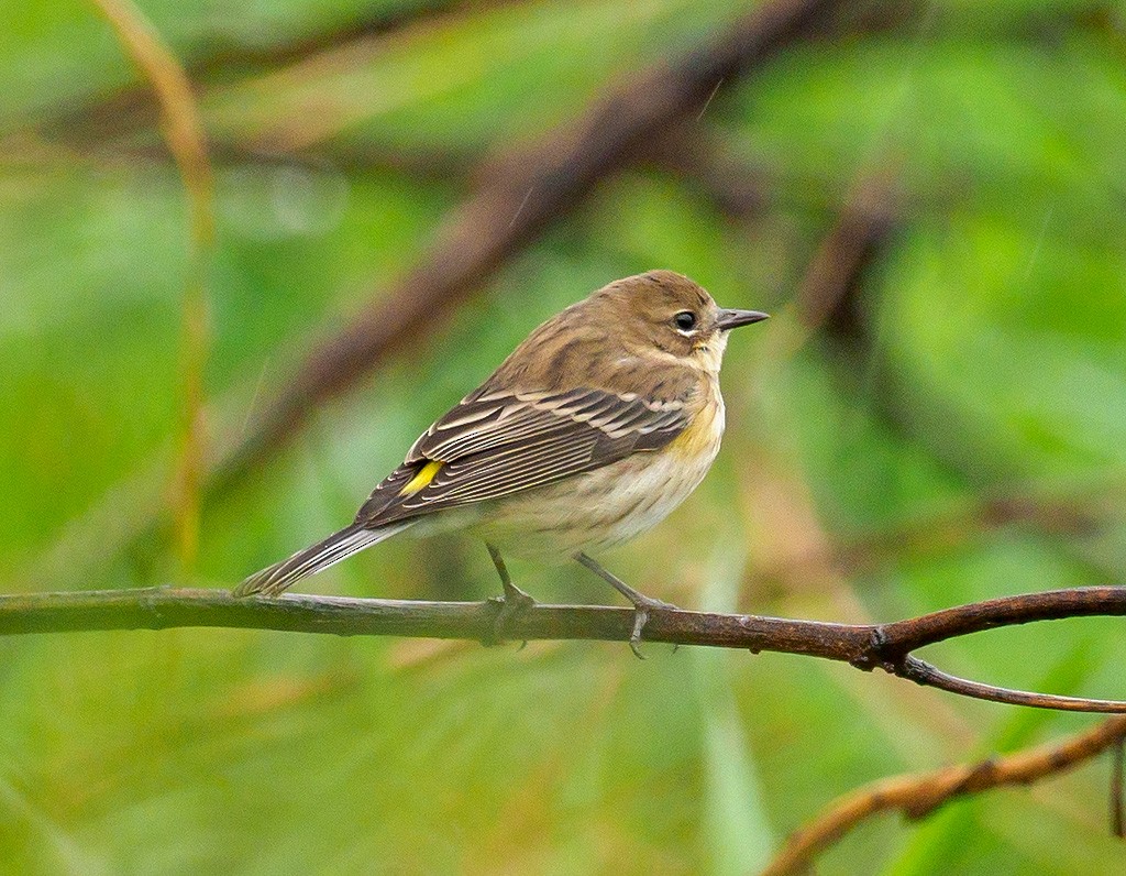 Yellow-rumped Warbler - ML118312131