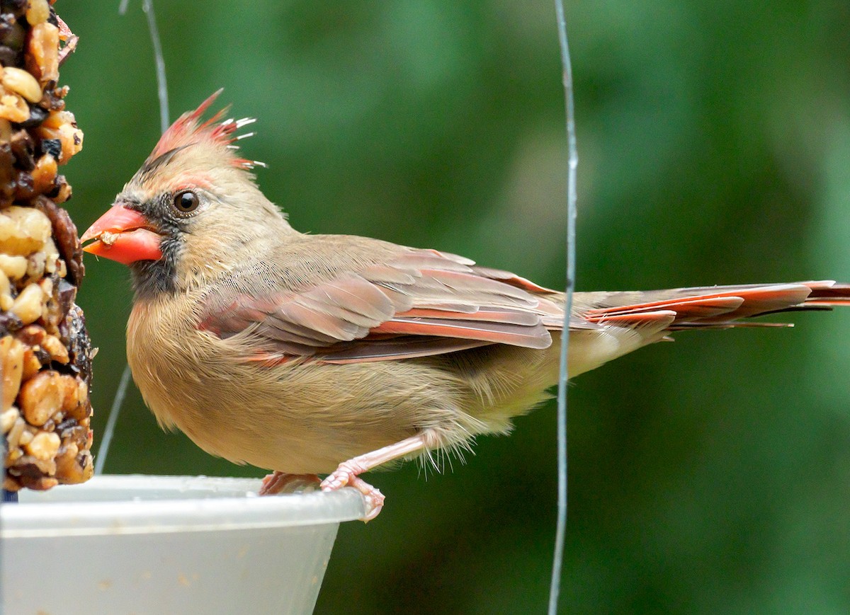 Northern Cardinal - ML118312501