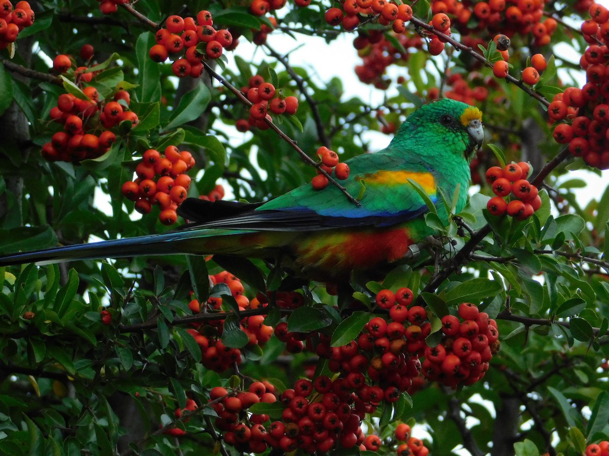Разноцветный попугайчик - ML118312781