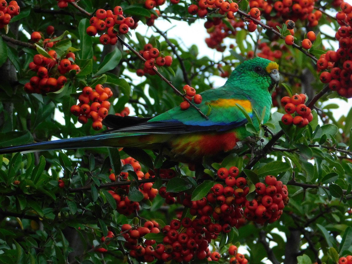 Mulga Parrot - ML118312781