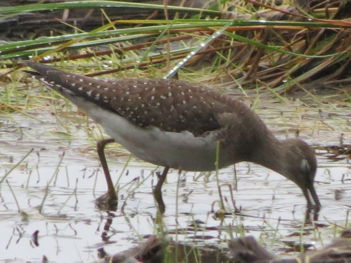 Solitary Sandpiper - ML118316591