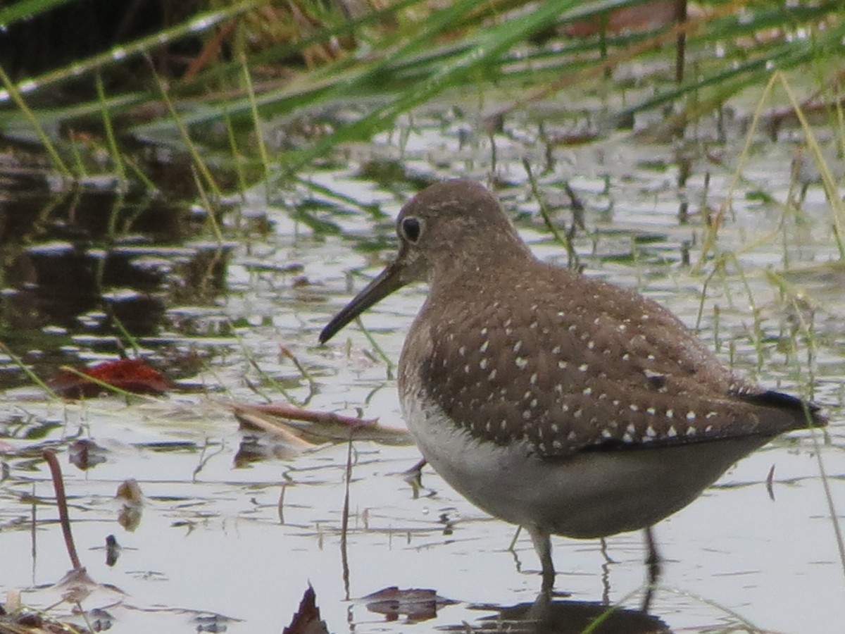 Solitary Sandpiper - ML118316701