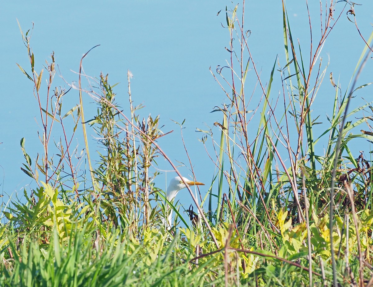 Western Cattle-Egret - Celeste Morien