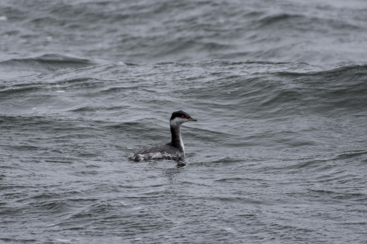 Horned Grebe - ML118320811