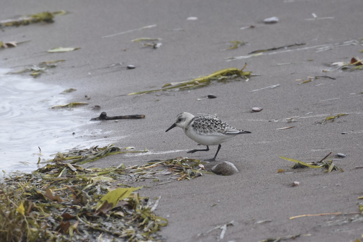 Sanderling - ML118320891