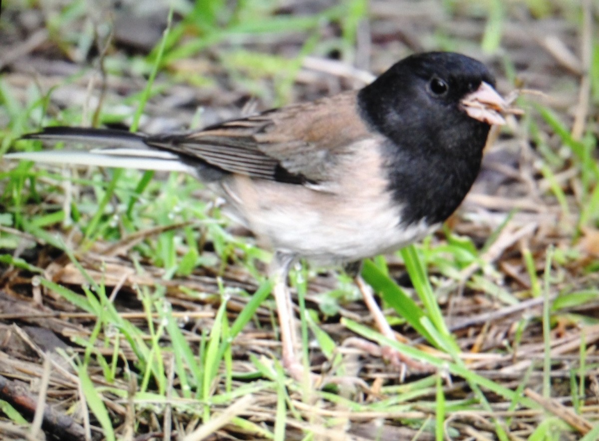 Dark-eyed Junco (Oregon) - Tom Huston