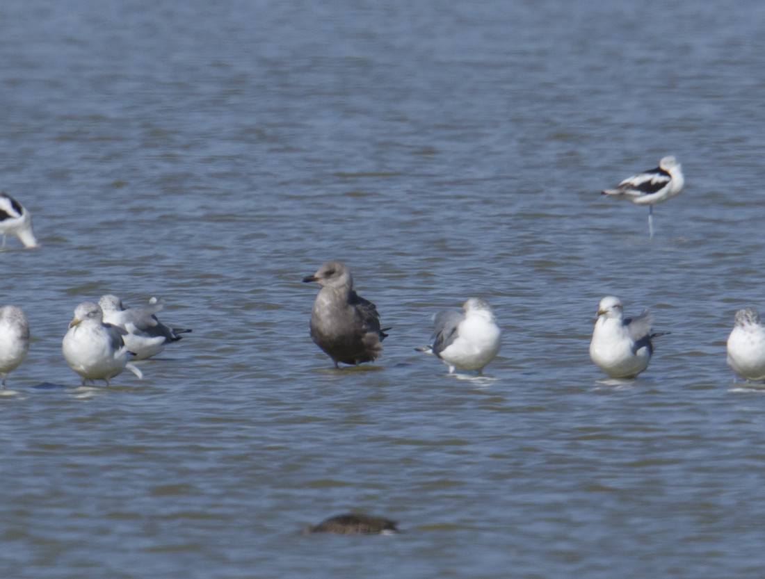 Herring Gull - ML118323541