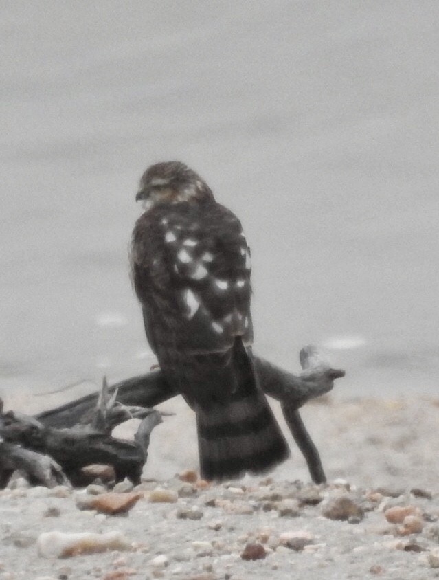 Sharp-shinned Hawk - ML118324501