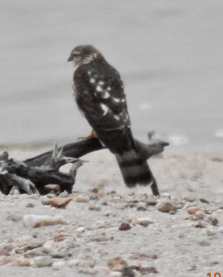 Sharp-shinned Hawk - ML118324511