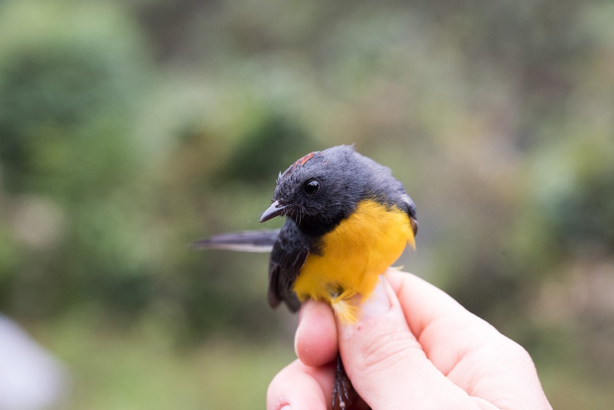 Slate-throated Redstart - Raphaël Sané