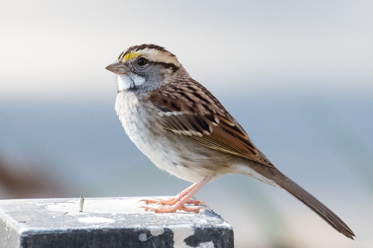 White-throated Sparrow - ML118329811