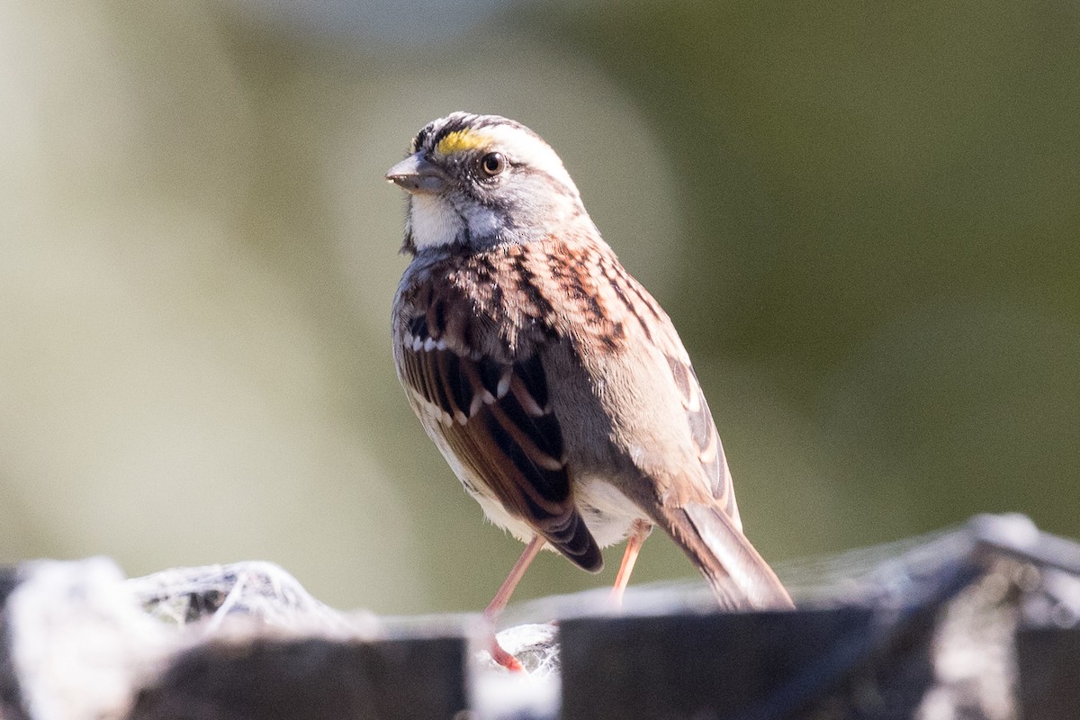 White-throated Sparrow - ML118329821