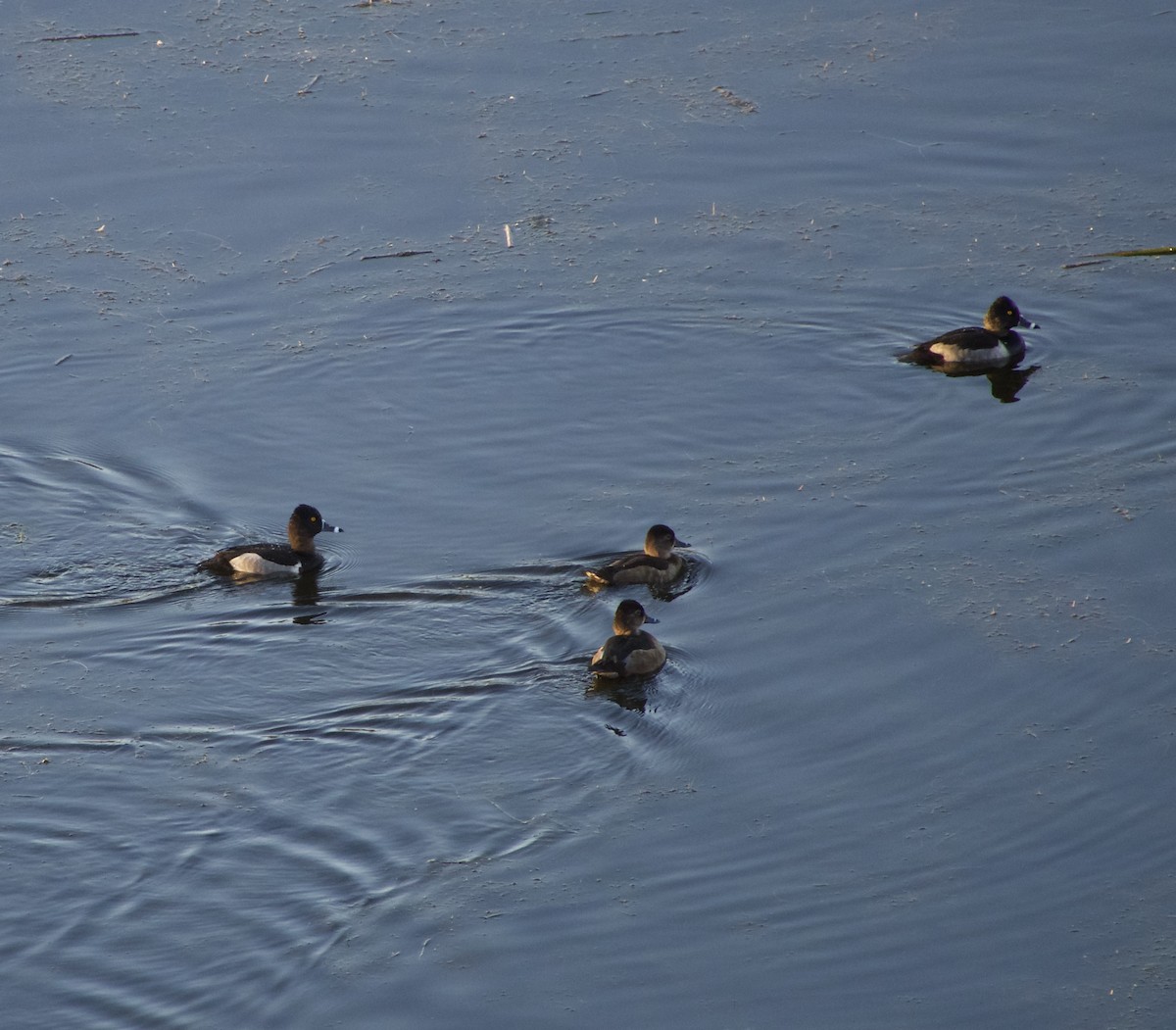 Ring-necked Duck - Jonny Wahl