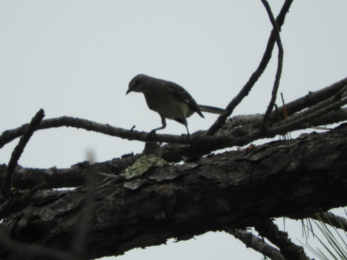 Northern Mockingbird - ML118332391