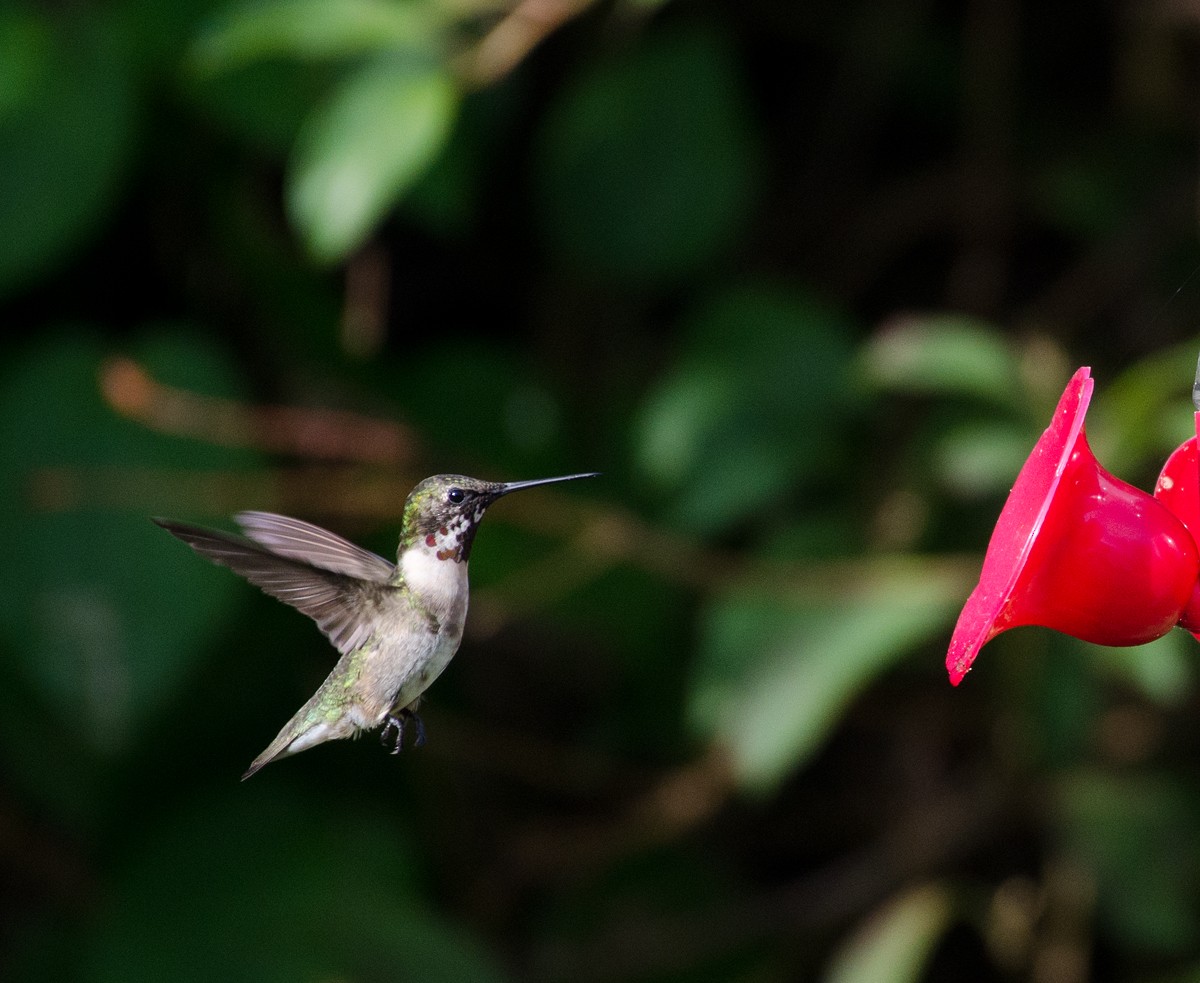 Ruby-throated Hummingbird - Larry Manfredi