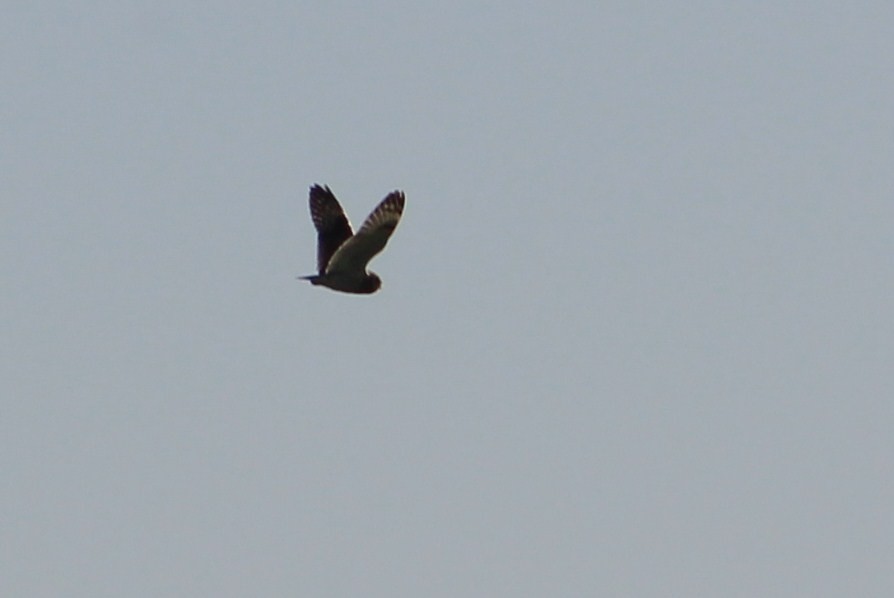 Short-eared Owl - Tommy DeBardeleben