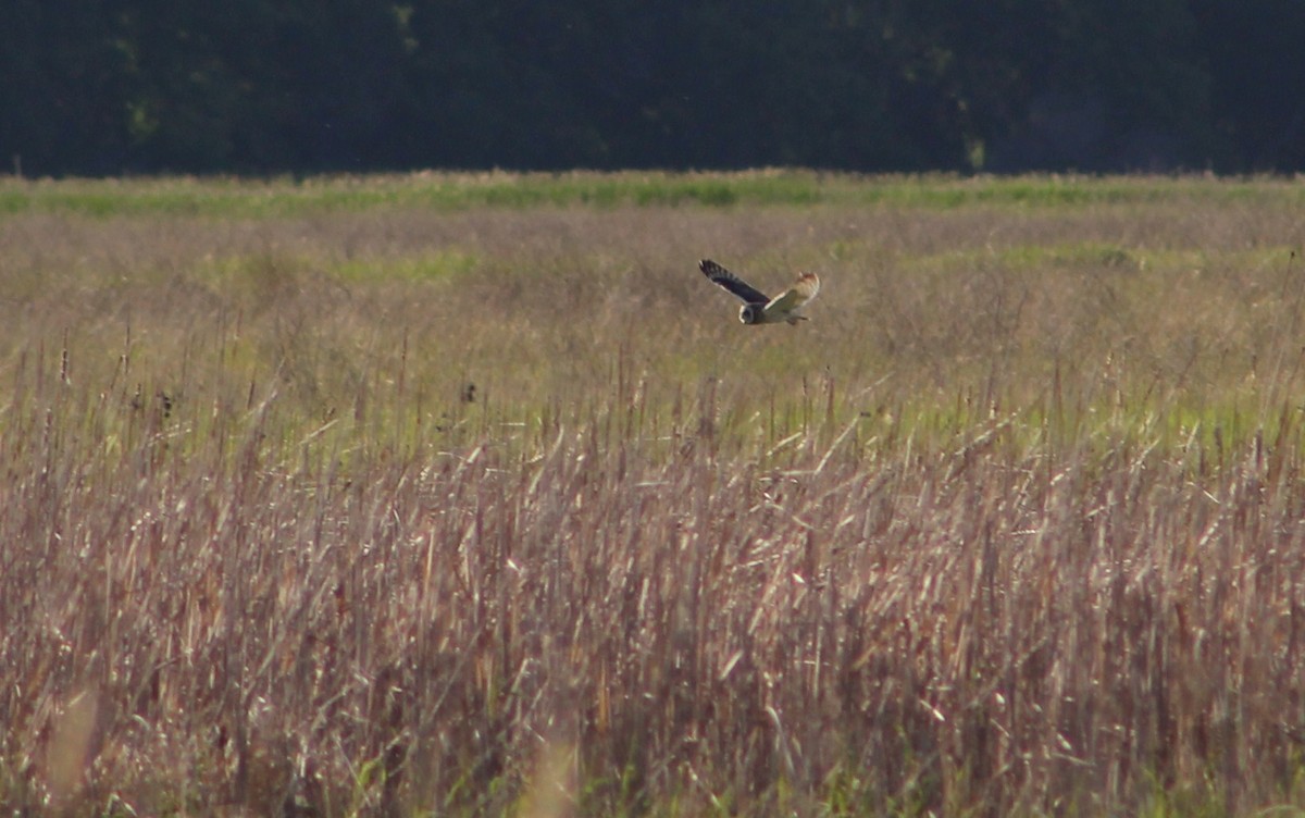 Short-eared Owl - Tommy DeBardeleben