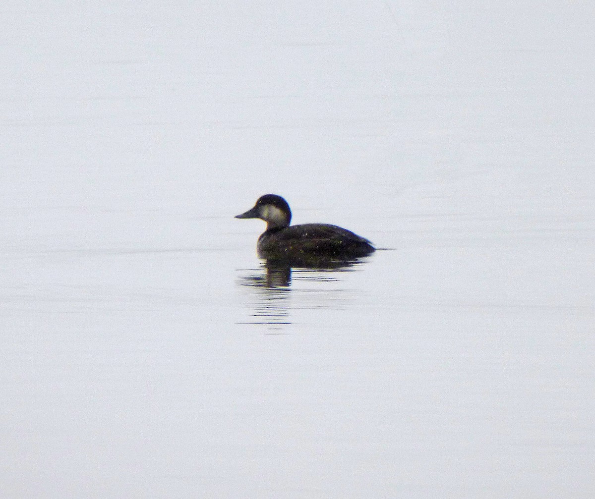 Black Scoter - ML118336681