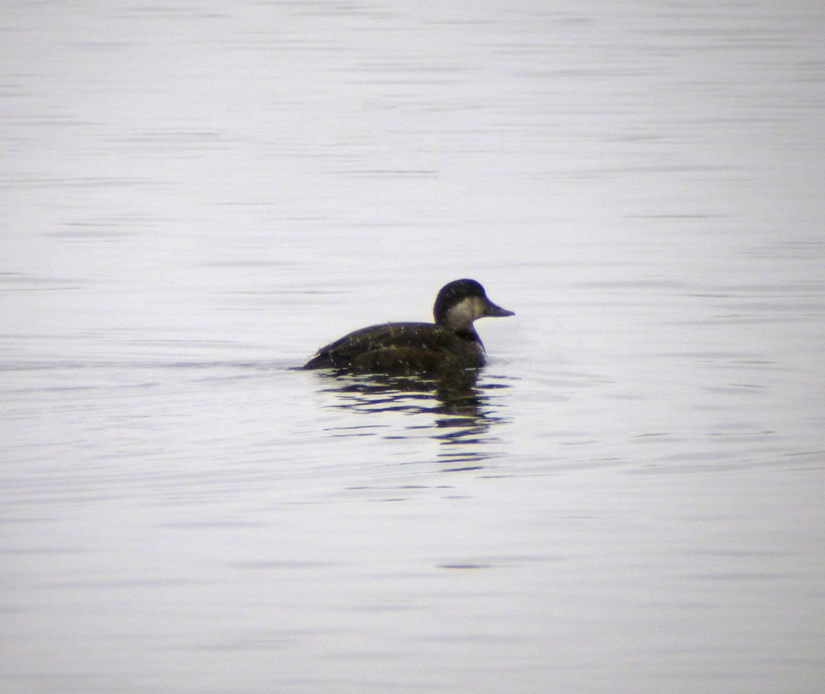 Black Scoter - ML118336751