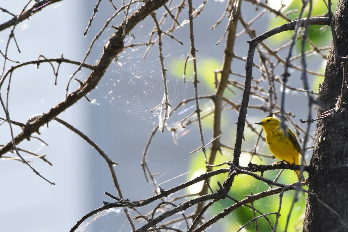 Paruline jaune - ML118339011