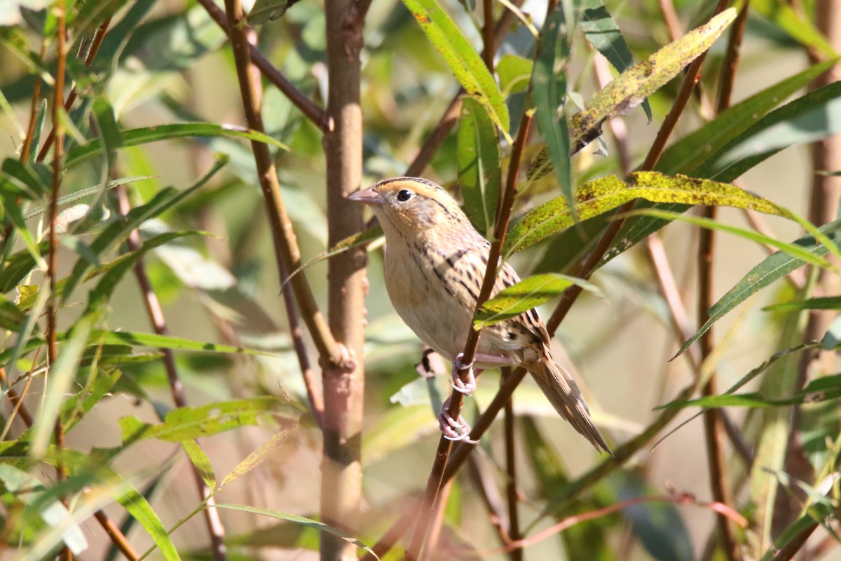 eBird Checklist - 10 Oct 2018 - Pine Run Reservior - 18 species (+1 ...