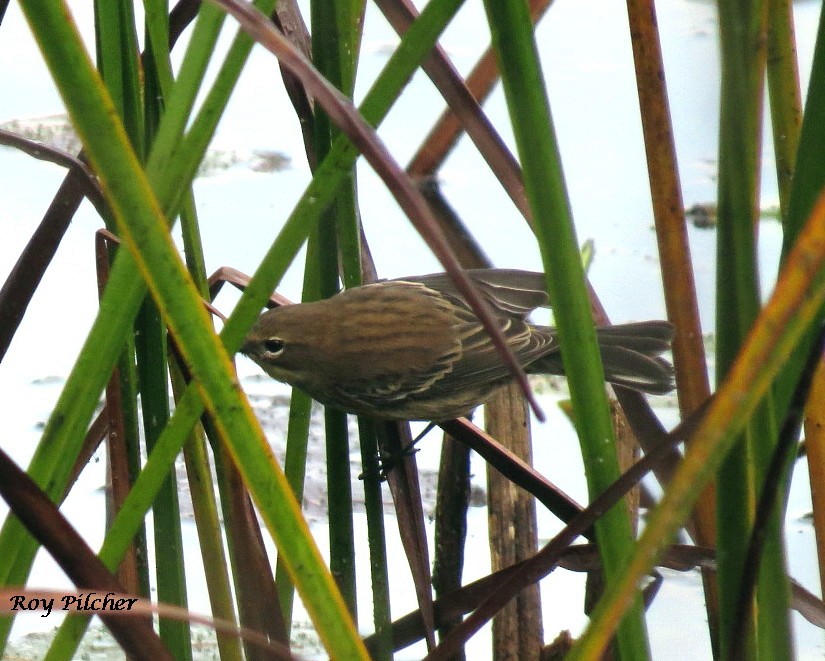 Yellow-rumped Warbler - ML118342121