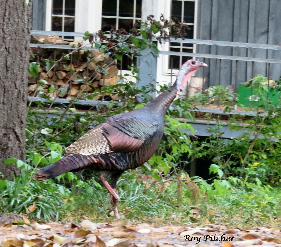 Wild Turkey - ML118342231