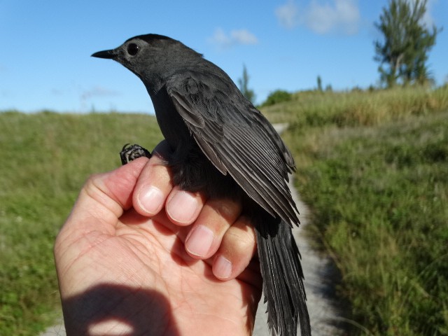 Gray Catbird - ML118343501