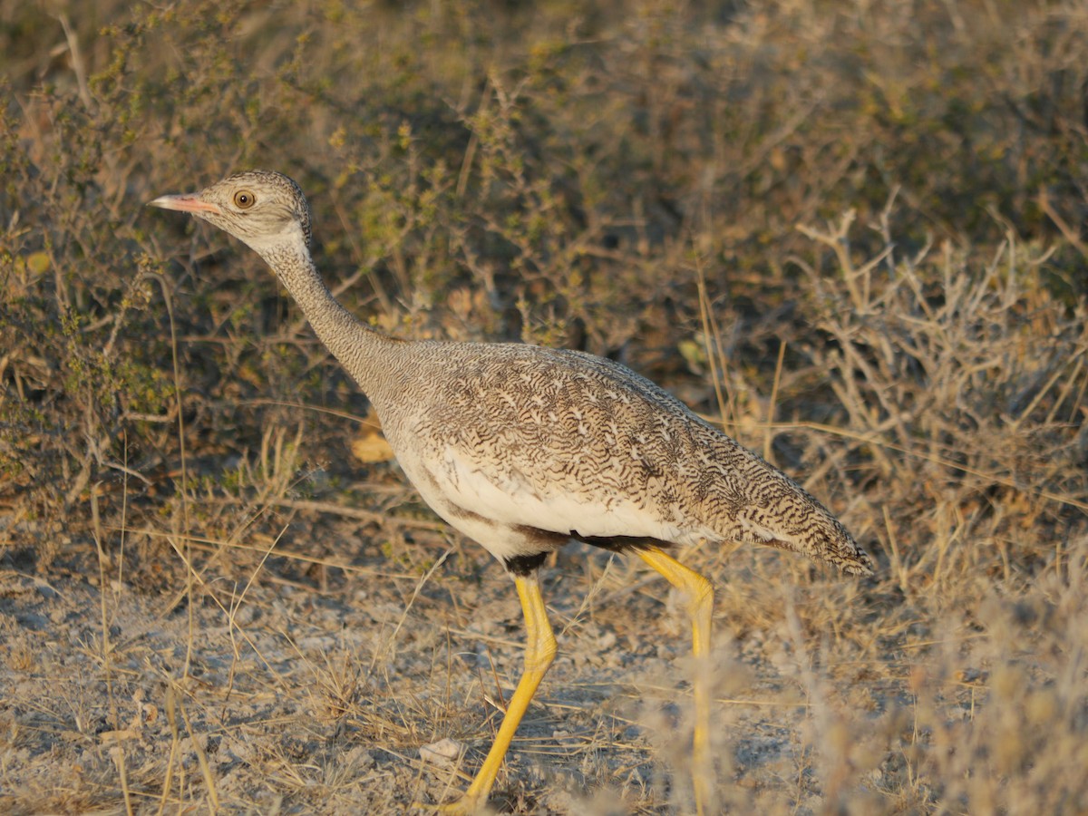 White-quilled Bustard - ML118343851