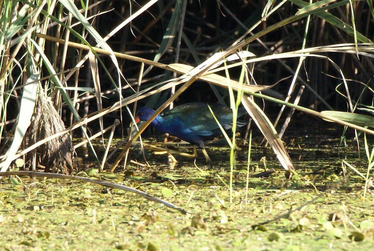 Purple Gallinule - ML118347241