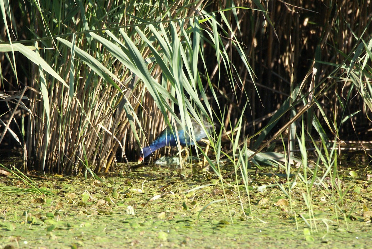 Purple Gallinule - ML118347411