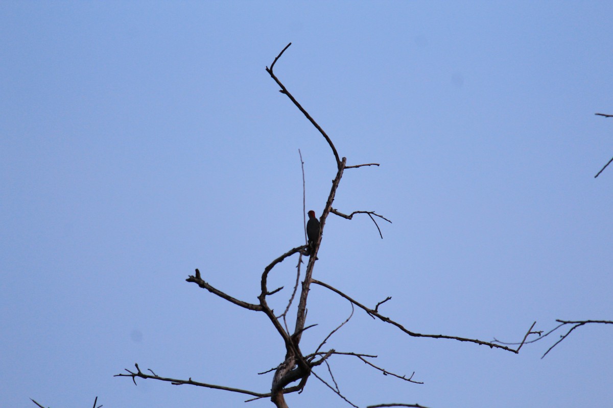 Golden-fronted Woodpecker - ML118349571