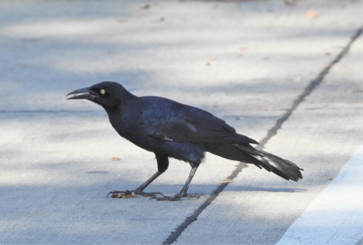 Great-tailed Grackle - Pamela Goolsby