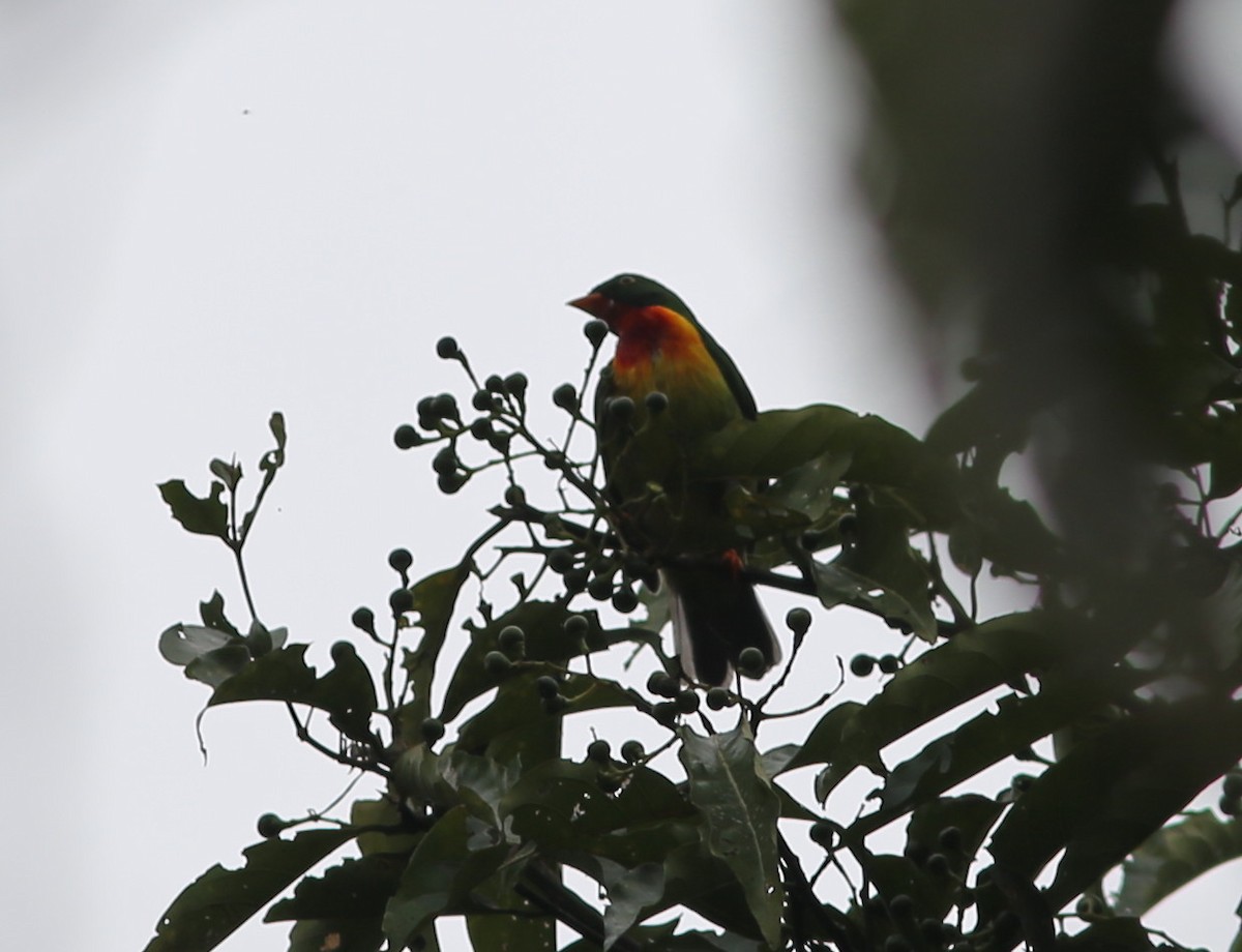 Cotinga chevalier - ML118351991