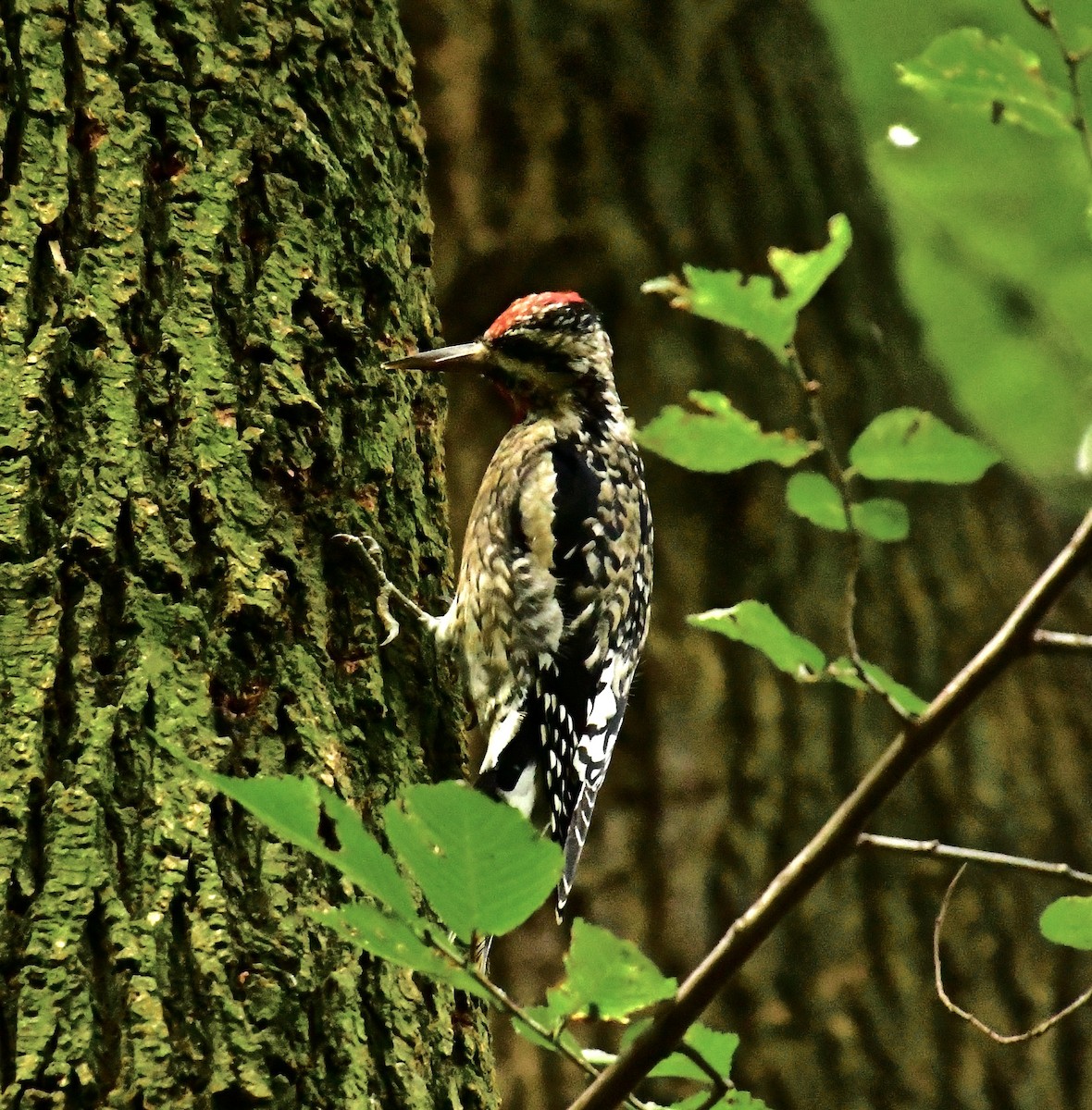 Yellow-bellied Sapsucker - Renee Lucier