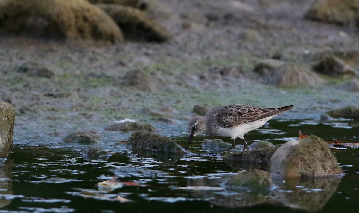 White-rumped Sandpiper - Jay McGowan