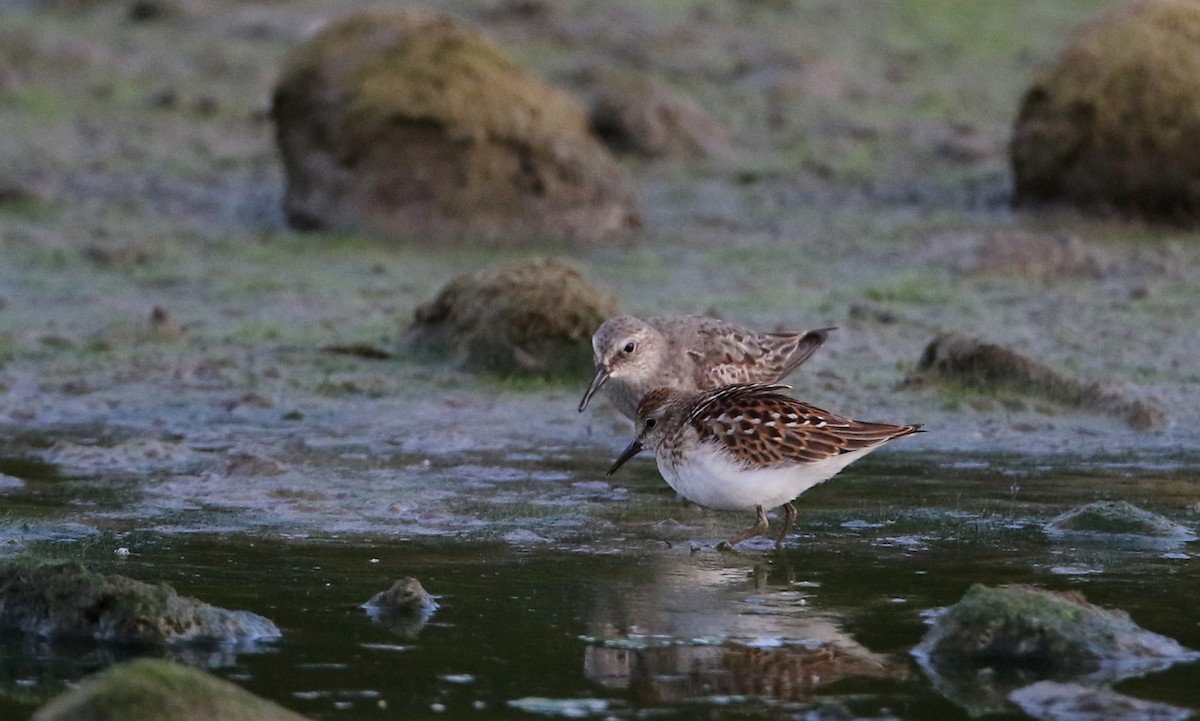 Least Sandpiper - ML118355861