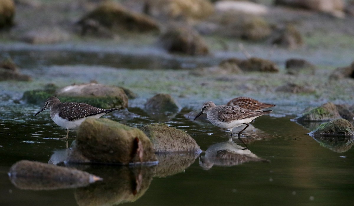 White-rumped Sandpiper - ML118355901