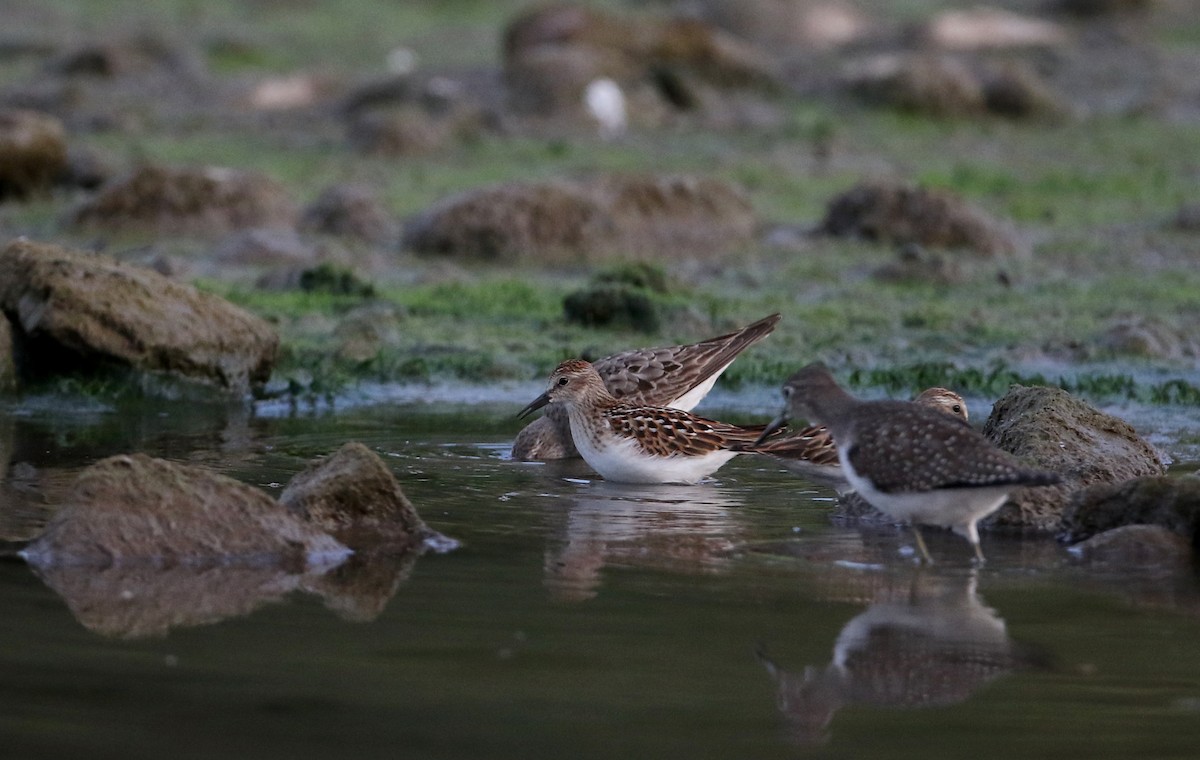 Least Sandpiper - ML118355931