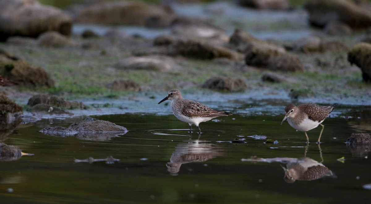 White-rumped Sandpiper - ML118355961