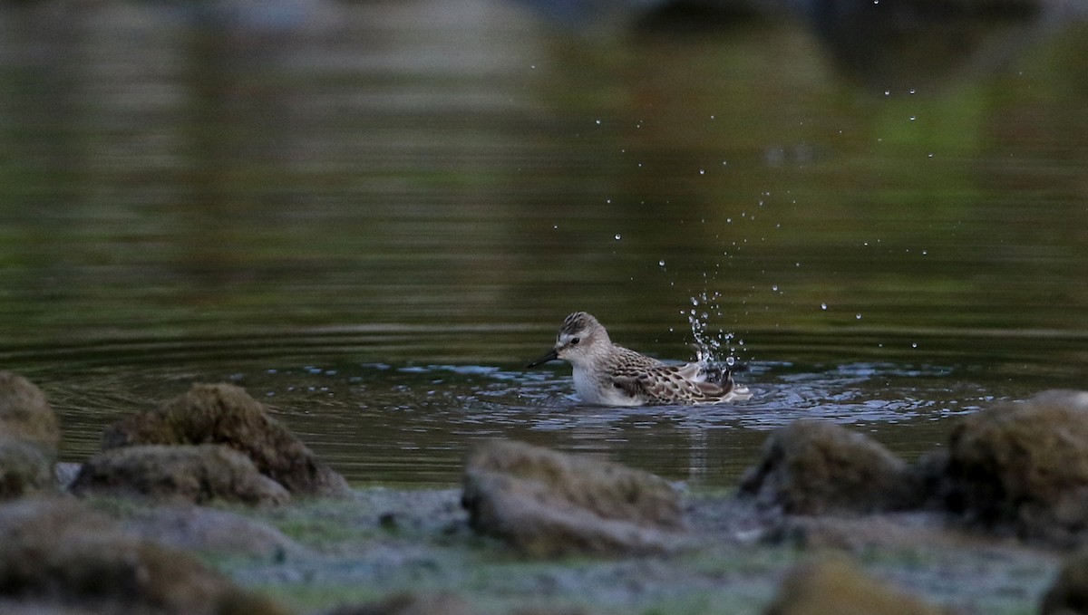 Semipalmated Sandpiper - ML118355981